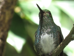 Haplophaedia aureliae
