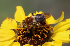 Andrena sola
