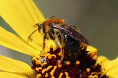 Andrena sola