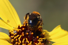 Andrena sola