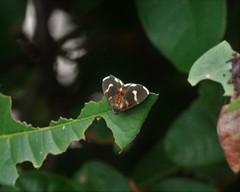 Aethaloessa