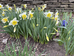 Narcissus × incomparabilis
