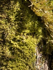 Metzgeria crassipilis