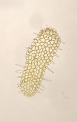 Metzgeria crassipilis
