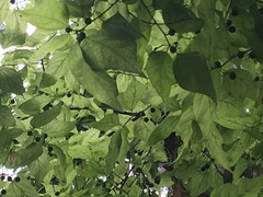 Celtis laevigata image