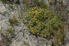 Aspalathus marginata