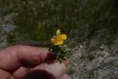 Aspalathus marginata