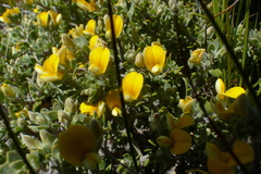 Aspalathus marginata