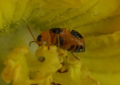 Aulacophora quadrimaculata