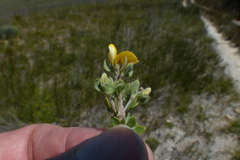 Aspalathus marginata