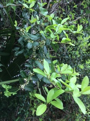 Ilex vomitoria image