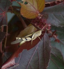 Stenocatantops angustifrons