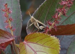 Stenocatantops angustifrons