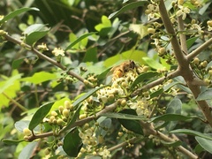 Apis mellifera