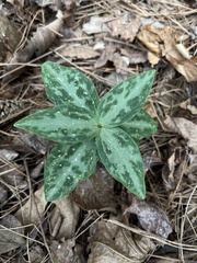 Trillium reliquum
