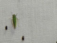 Syncharina argentina