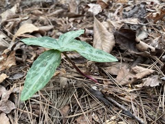 Trillium reliquum