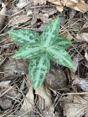 Trillium reliquum