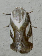 Acontia