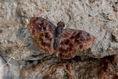 Ebrietas