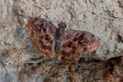 Ebrietas