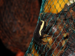 Gymnetis holosericea