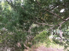 Juniperus virginiana silicicola