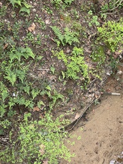 Deparia petersenii