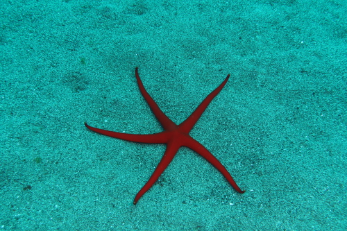 Canarian Sea Star