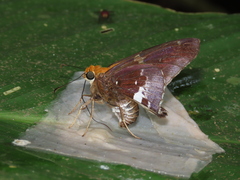 Epargyreus cruza