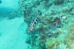 Serranus atricauda