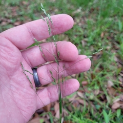 Agrostis hyemalis