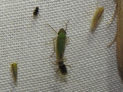 Syncharina argentina