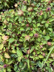 Heterotis rotundifolia