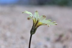 Anisocoma acaulis
