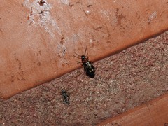 Lebia concinna