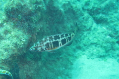 Serranus atricauda