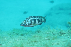 Serranus atricauda