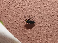 Prepops circummaculatus