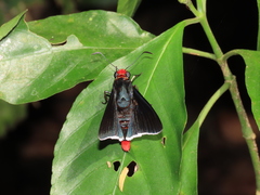 Pyrrhopyge evansi