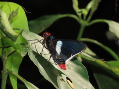 Pyrrhopyge evansi