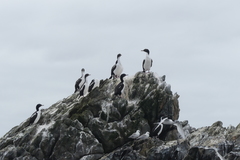 Leucocarbo chalconotus