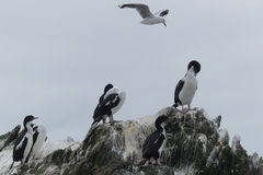 Leucocarbo chalconotus