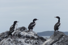 Leucocarbo chalconotus