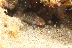 Vanneaugobius canariensis