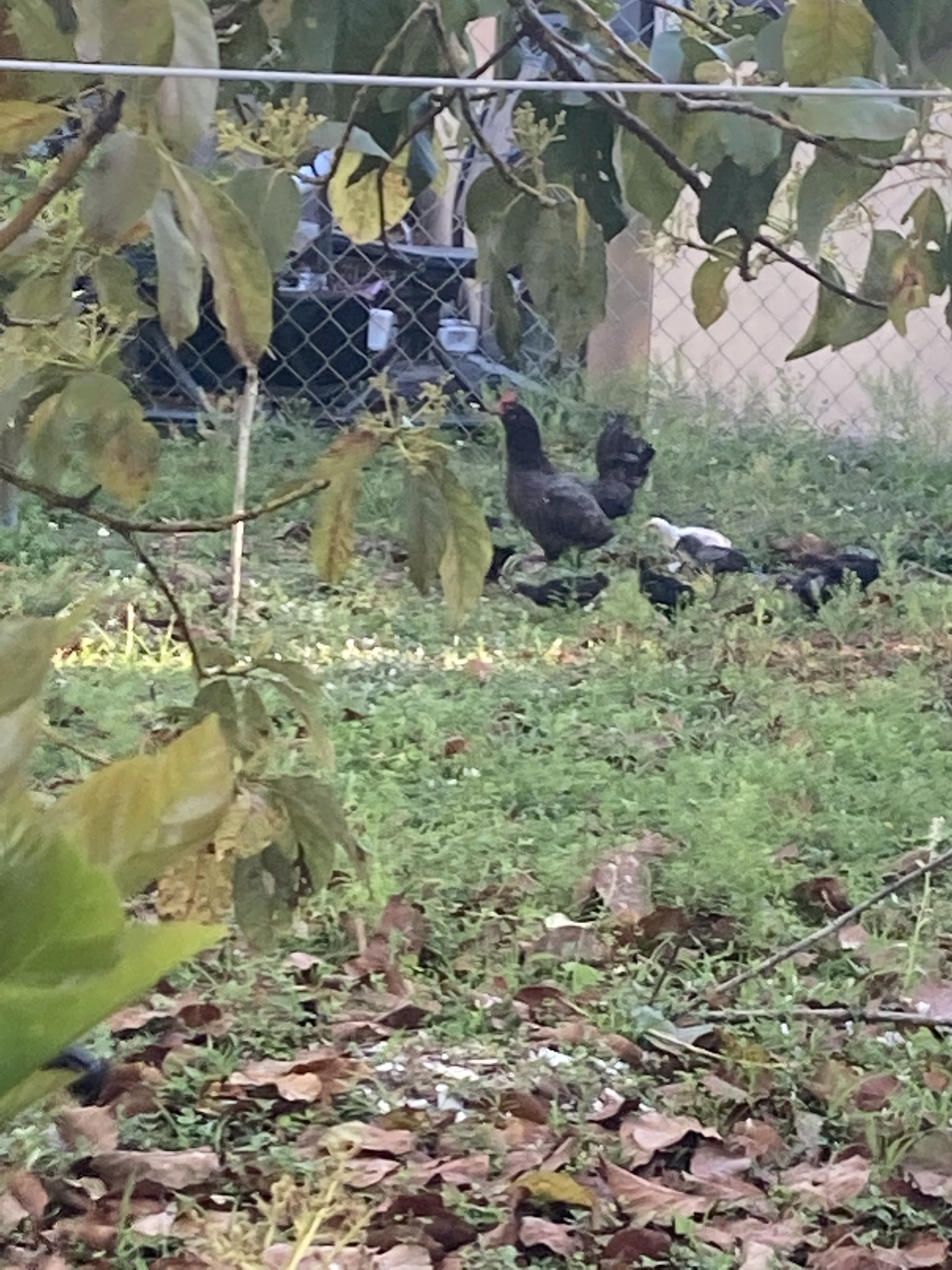 Gallus gallus f. domestica