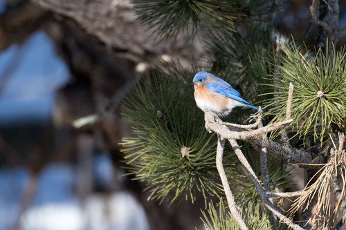 Eastern Bluebird photographed in New Hampshire