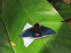 Pyrrhopyge