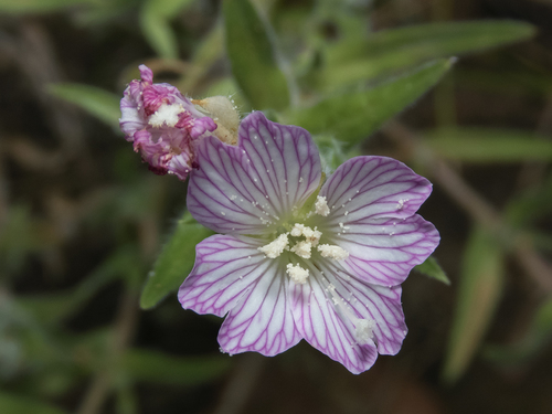 Lichtgetand wilgenroosje (Epilobium subdentatum)