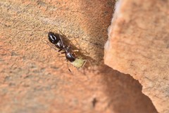 Leptorchestes berolinensis